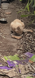 Found/Stray Unknown Cat last seen Bassette St and Norman, Santa Clara, CA 95054