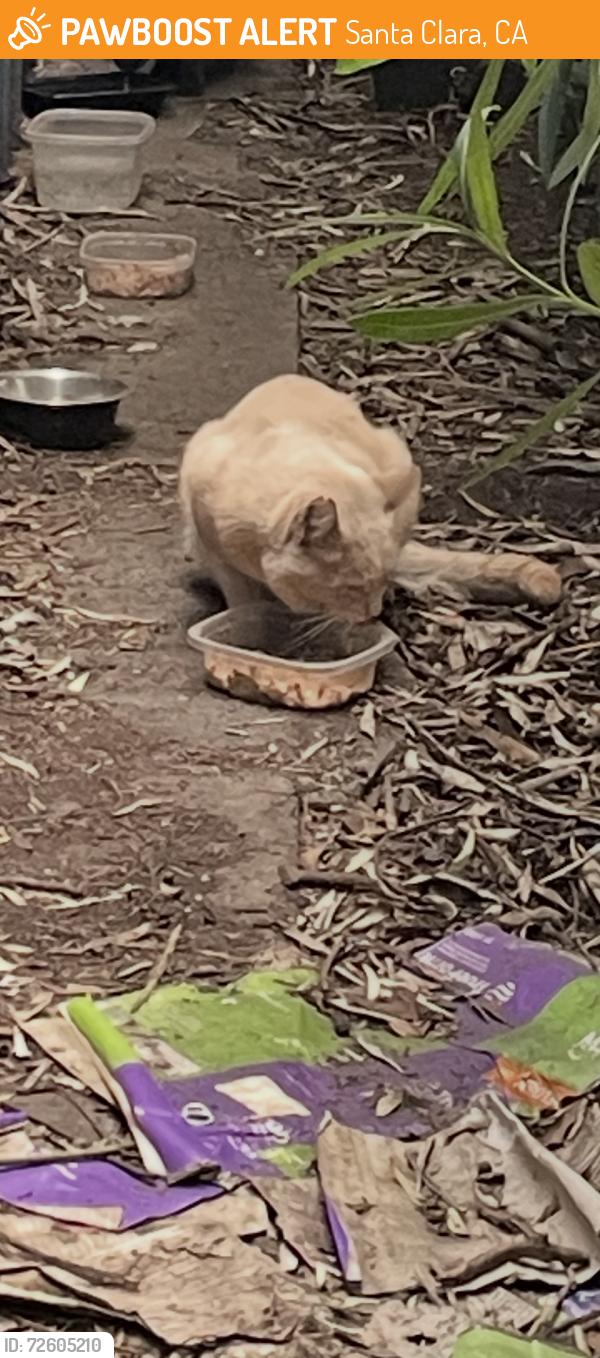 Found/Stray Unknown Cat last seen Bassette St and Norman, Santa Clara, CA 95054