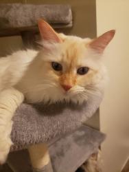 Lost Male Cat last seen On Crowley Way [Sahara & Sloan], Sunrise Manor, NV 89142