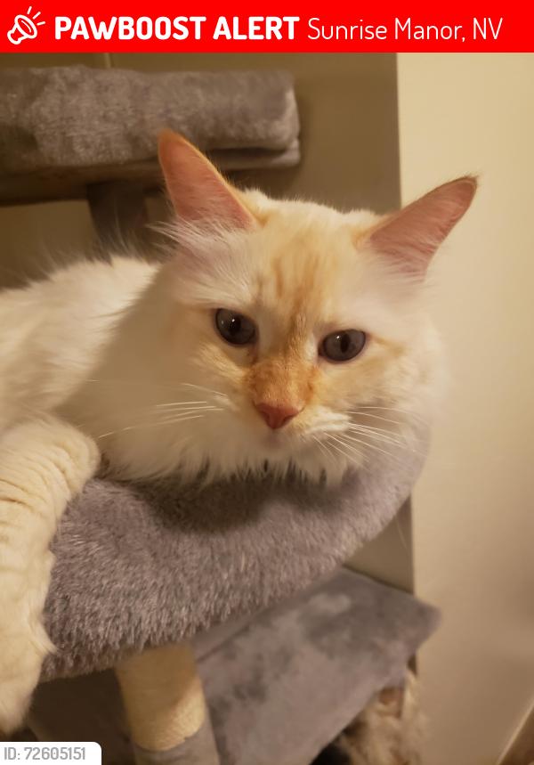 Lost Male Cat last seen On Crowley Way [Sahara & Sloan], Sunrise Manor, NV 89142