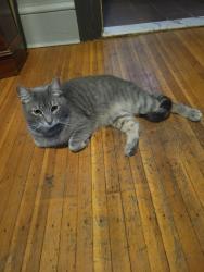 Lost Male Cat last seen West gate resort , Kissimmee, FL 34744