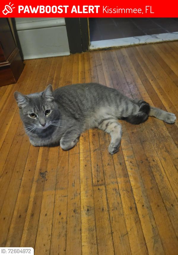 Lost Male Cat last seen West gate resort , Kissimmee, FL 34744