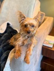 Lost Male Dog last seen etween Mile Marker 414 and Exit 354 (Ocala / Marion County) , Ocala, FL 34482