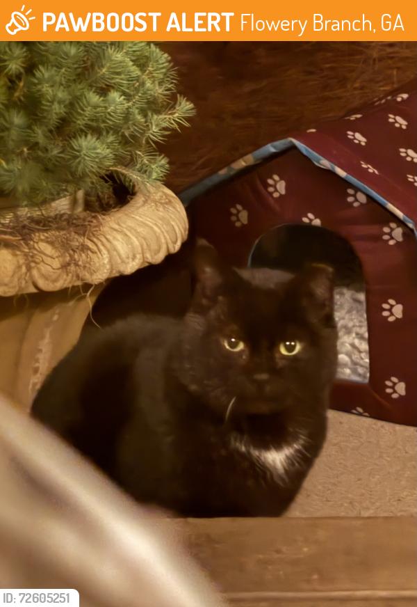 Found/Stray Unknown Cat last seen Germantown drive/ Yorktown, Flowery Branch, GA 30542