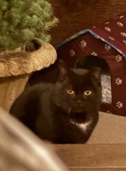 Found/Stray Unknown Cat last seen Germantown drive/ Yorktown, Flowery Branch, GA 30542