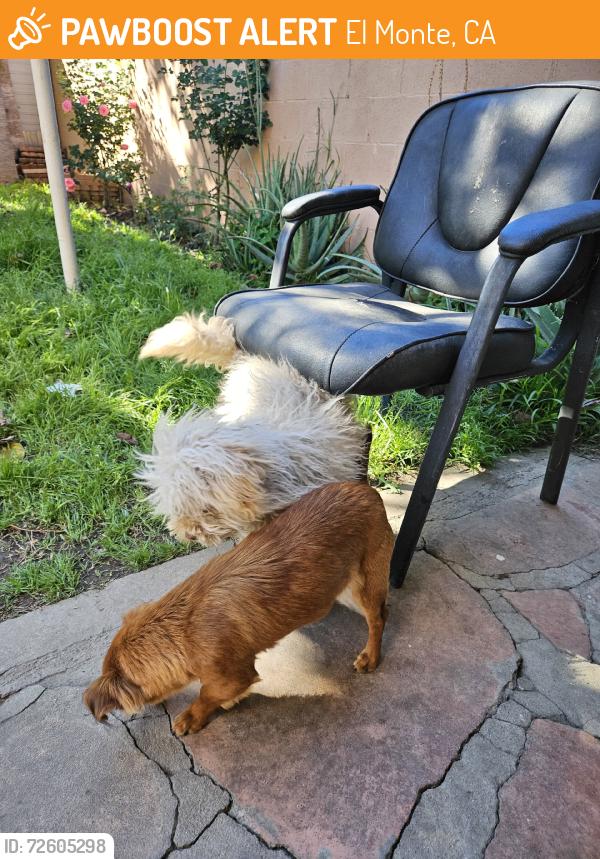 Found/Stray Unknown Dog last seen el monte, El Monte, CA 91733