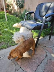 Found/Stray Unknown Dog last seen el monte, El Monte, CA 91733