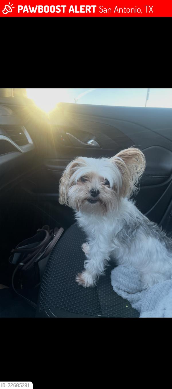 Lost Male Dog last seen Chickering st , San Antonio, TX 78210
