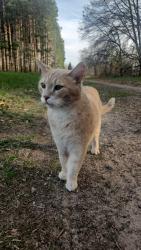 Lost Male Cat last seen Nacre St. And county road 5, Princeton, MN 55371