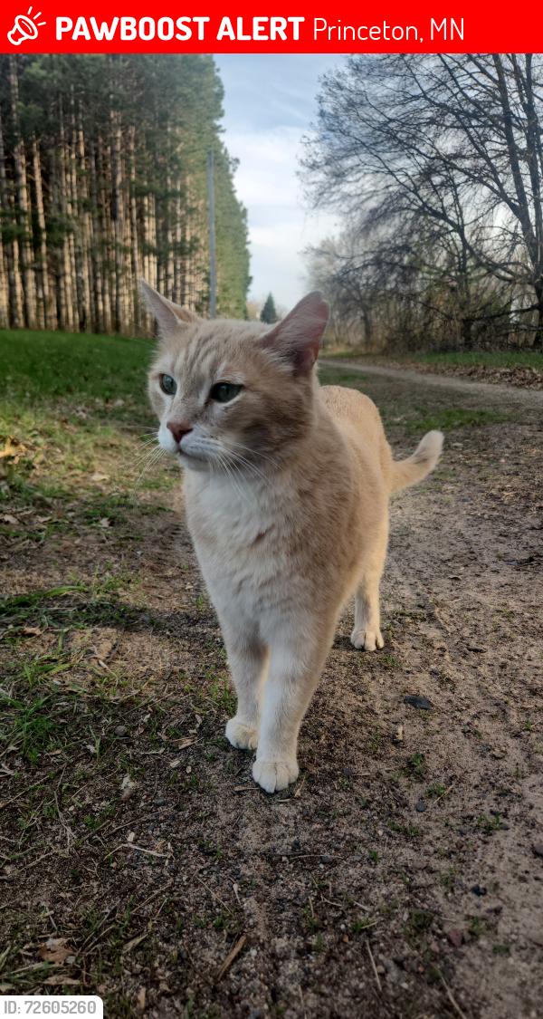 Lost Male Cat last seen Nacre St. And county road 5, Princeton, MN 55371