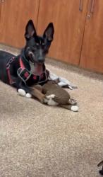 Lost Female Dog last seen Near wilcrest and Harwin, Houston, TX 77411