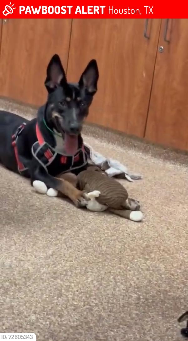 Lost Female Dog last seen Near wilcrest and Harwin, Houston, TX 77411