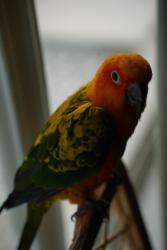 Lost Unknown Bird last seen Oregon rd Lehigh acres , Lehigh Acres, FL 33936