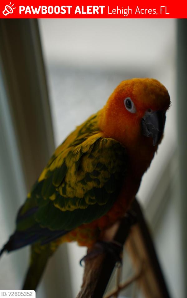 Lost Unknown Bird last seen Oregon rd Lehigh acres , Lehigh Acres, FL 33936