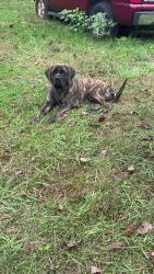 Lost Female Dog last seen Near grandview middle school , Hickory, NC 28602