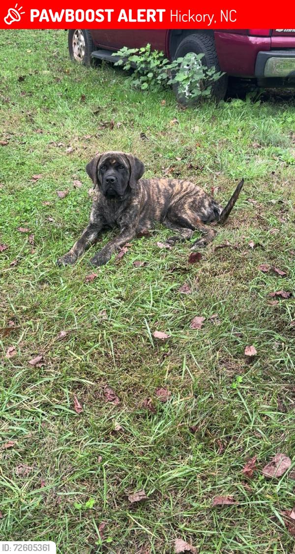 Lost Female Dog last seen Near grandview middle school , Hickory, NC 28602