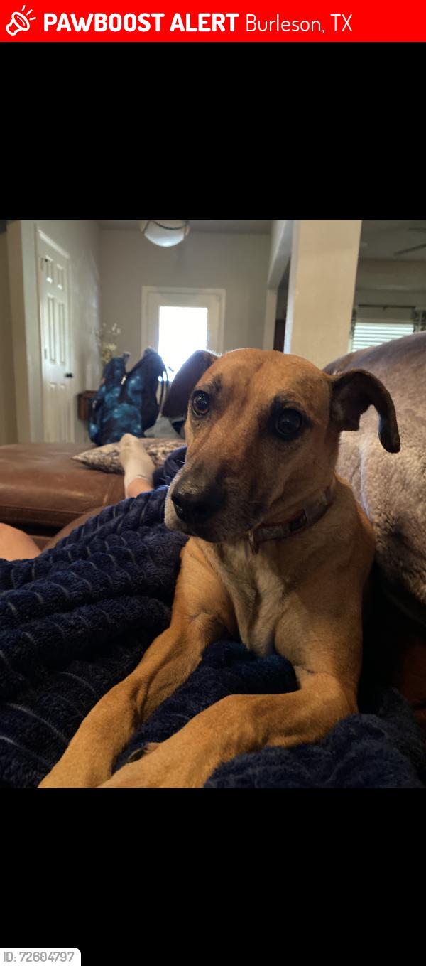 Lost Female Dog last seen Near and E. Renfro, Burleson, TX 76028