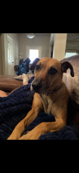 Lost Female Dog last seen Near and E. Renfro, Burleson, TX 76028