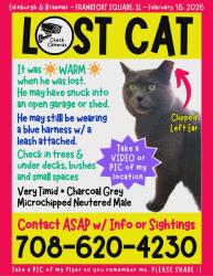 Lost Male Cat last seen Harlem and Benton, Frankfort, IL 60423