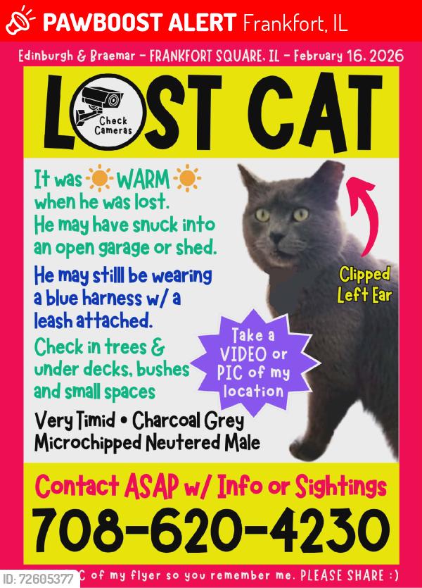 Lost Male Cat last seen Harlem and Benton, Frankfort, IL 60423