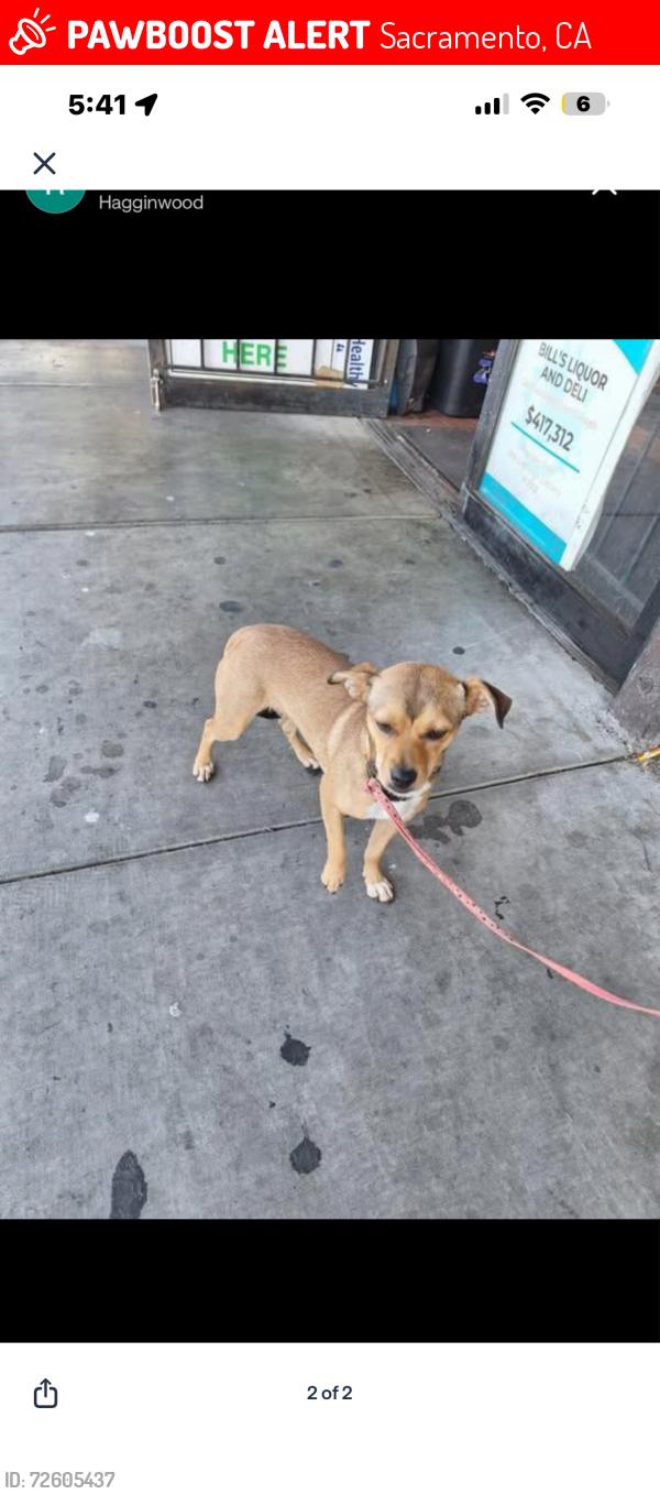 Lost Female Dog last seen Close to bills liquor store, Sacramento, CA 95815