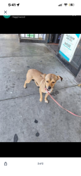 Lost Female Dog last seen Close to bills liquor store, Sacramento, CA 95815