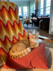 Lost Male Cat last seen Anderson Street and Broad Street, Bristol, TN 37620