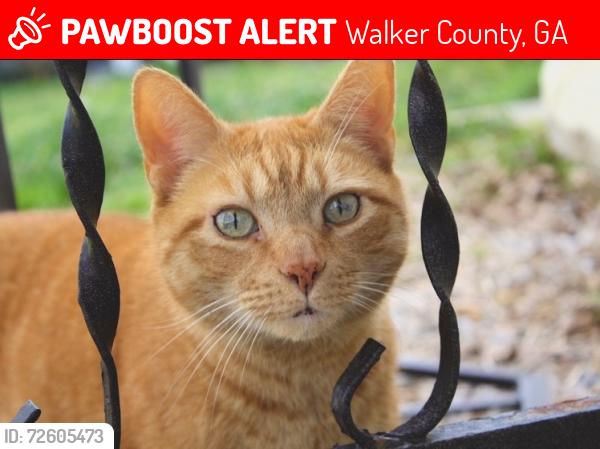 Lost Male Cat last seen Highway 193 between Williams rd and old lookout cemetery rd, Walker County, GA 30725