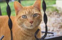 Lost Male Cat last seen Highway 193 between Williams rd and old lookout cemetery rd, Walker County, GA 30725