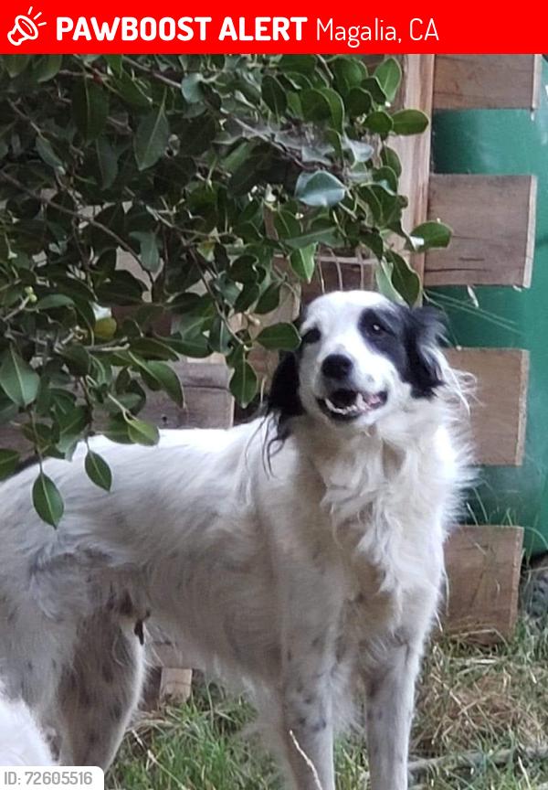 Lost Male Dog last seen Carnegie colter, Magalia, CA 95954