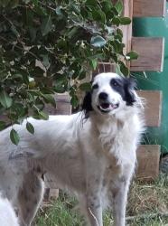 Lost Male Dog last seen Carnegie colter, Magalia, CA 95954