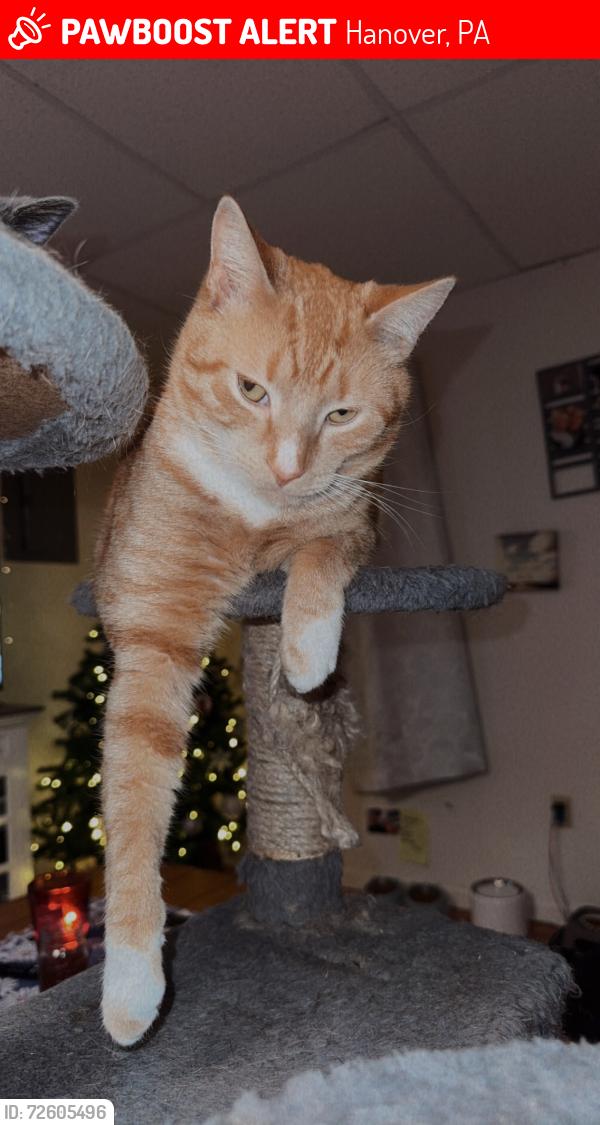 Lost Male Cat last seen Carlisle street , Hanover, PA 17331