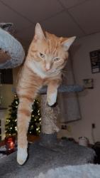 Lost Male Cat last seen Carlisle street , Hanover, PA 17331