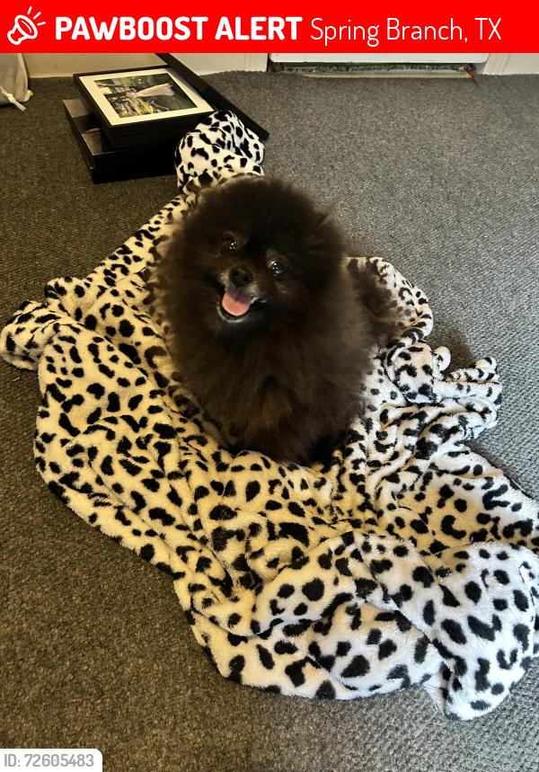 Lost Male Dog last seen Cypress Cove and Cypress Springs next to golf course on Rebecca Creek Rd, Spring Branch, TX 78070