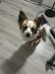 Lost Male Dog last seen Timberlake cir, Arlington, TX 76010