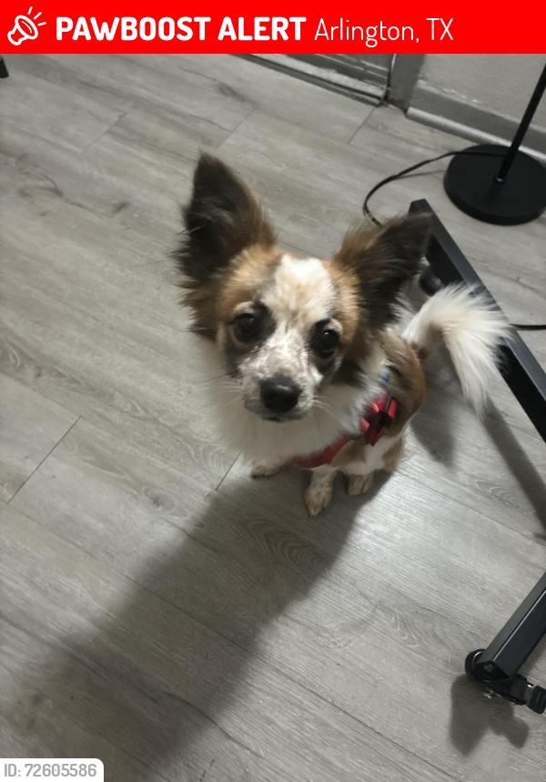 Lost Male Dog last seen Timberlake cir, Arlington, TX 76010