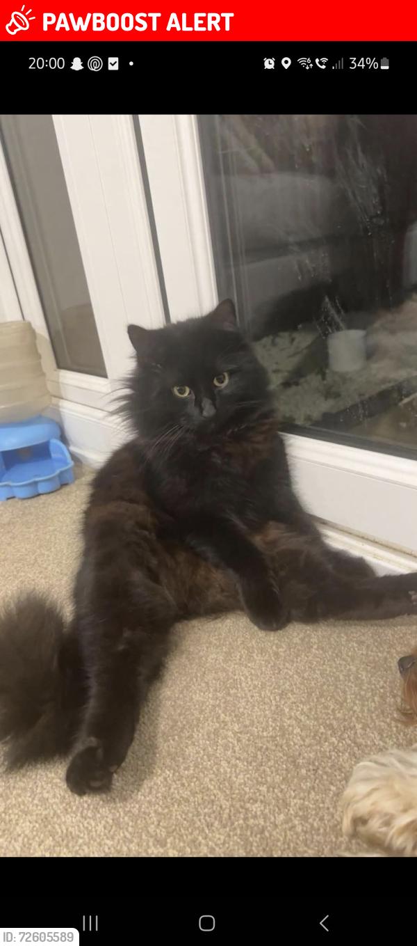 Lost Male Cat last seen Havant, Hampshire, England PO9 3FG