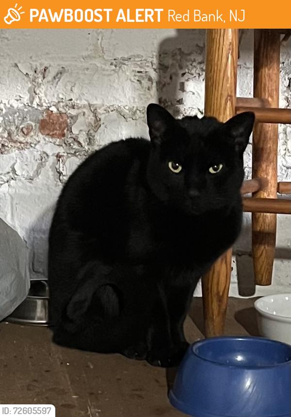 Found/Stray Female Cat last seen East Bergen and Irving, Red Bank, NJ 07701
