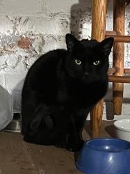 Found/Stray Female Cat last seen East Bergen and Irving, Red Bank, NJ 07701