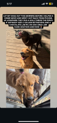 Reunited Male Dog last seen Live oak area, San Antonio, TX 78233