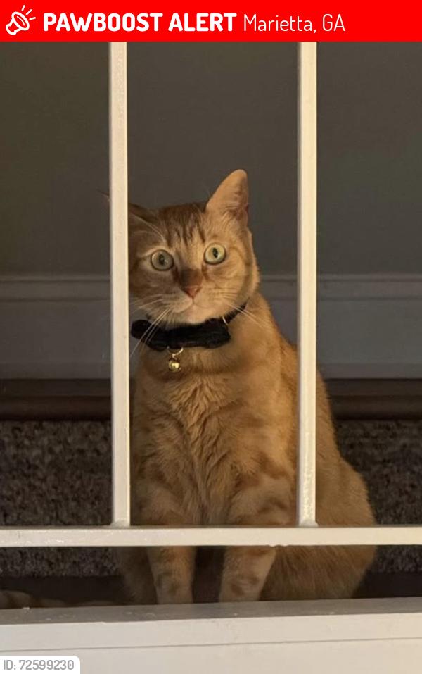 Lost Male Cat last seen Palmyra Dr, Marietta, GA, 30067, Marietta, GA 30067