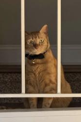 Lost Male Cat last seen Palmyra Dr, Marietta, GA, 30067, Marietta, GA 30067