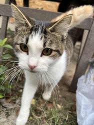 Lost Male Cat last seen Gvine twenty four 99 apmts, Grapevine, TX 76051