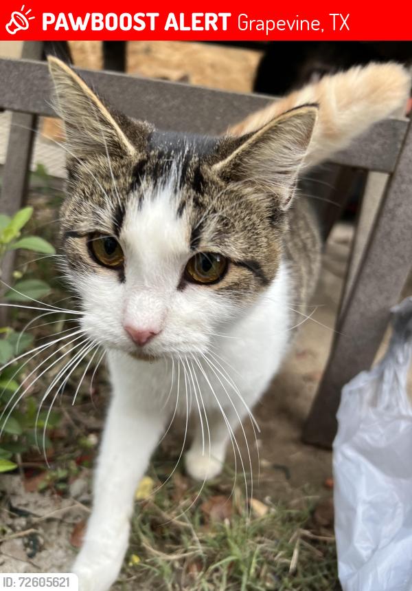 Lost Male Cat last seen Gvine twenty four 99 apmts, Grapevine, TX 76051