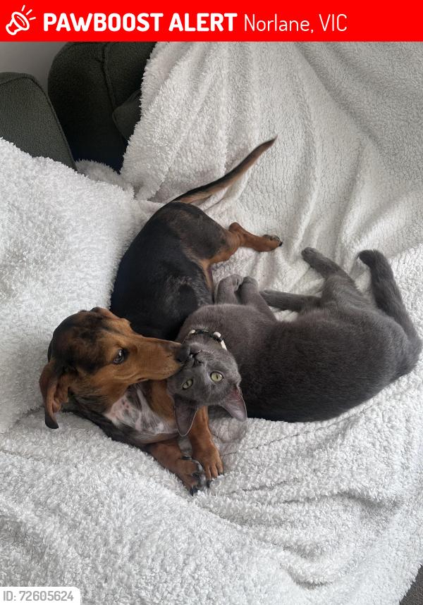 Lost Male Cat last seen Sparks road, Norlane, VIC 3214