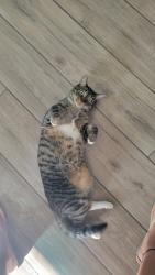 Lost Male Cat last seen On Top of the World, Ocala, FL 34476