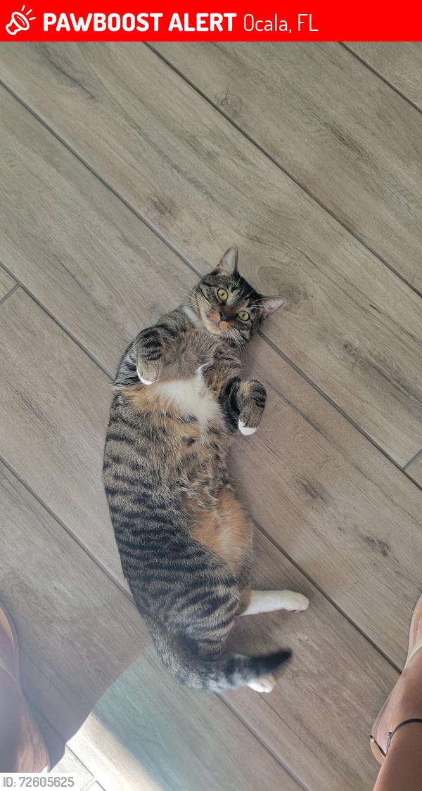Lost Male Cat last seen On Top of the World, Ocala, FL 34476