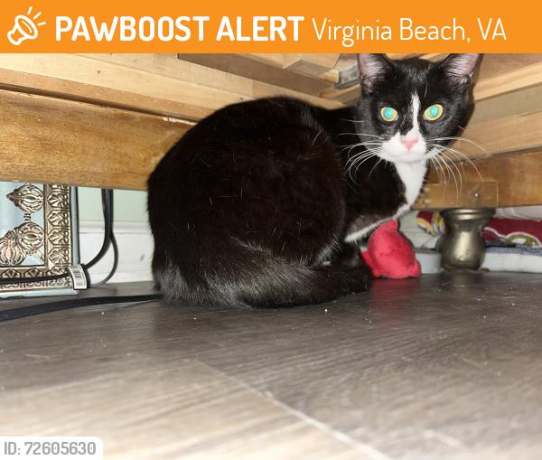Found/Stray Female Cat last seen Dam neck road and brigands Quay near 711, Virginia Beach, VA 23453