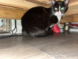 Found/Stray Female Cat last seen Dam neck road and brigands Quay near 711, Virginia Beach, VA 23453