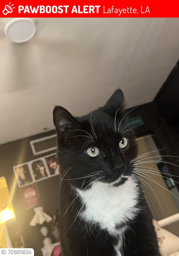 Lost Male Cat last seen Adele , Lafayette, LA 70503